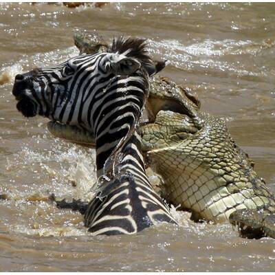 Die Fotos des Jahres 2008