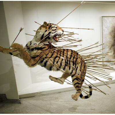 Die Fotos des Jahres 2008