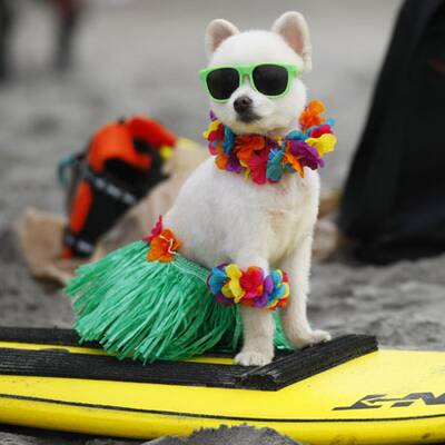 Surfende Hunde in Kalifornien