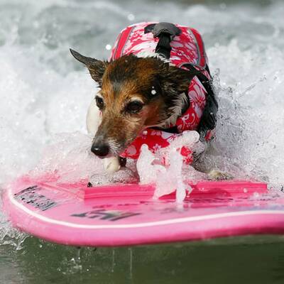 Surfende Hunde in Kalifornien