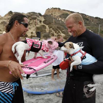 Surfende Hunde in Kalifornien