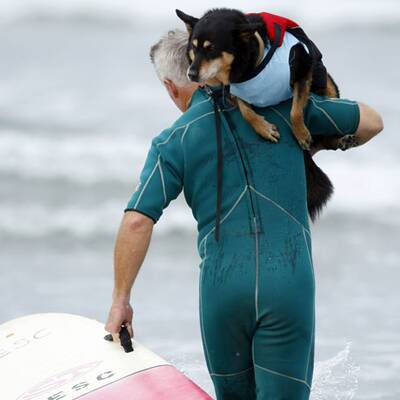 Surfende Hunde in Kalifornien