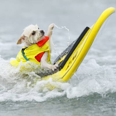 Surfende Hunde in Kalifornien