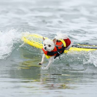 Surfende Hunde in Kalifornien