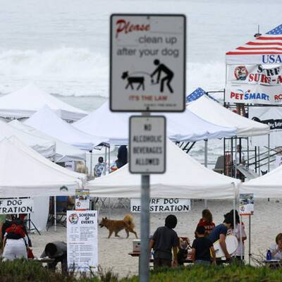 Surfende Hunde in Kalifornien