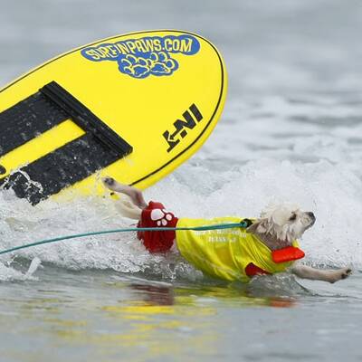 Surfende Hunde in Kalifornien