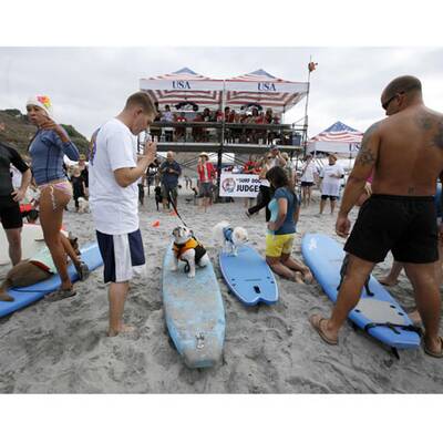 Surfende Hunde in Kalifornien