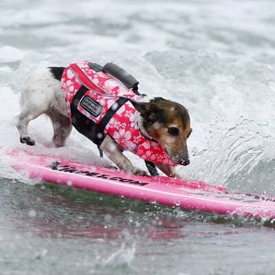 Surfende Hunde in Kalifornien