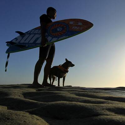 Surfende Hunde in Kalifornien