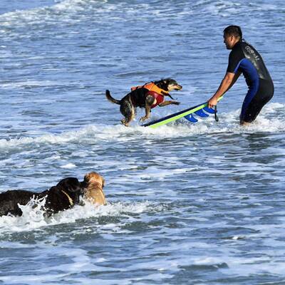 Surfende Hunde in Kalifornien