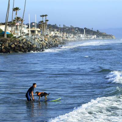 Surfende Hunde in Kalifornien
