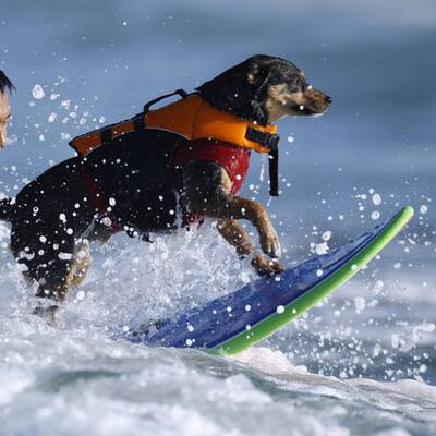 Surfende Hunde in Kalifornien