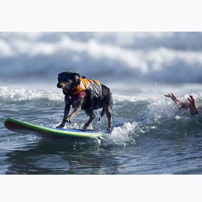 Surfende Hunde in Kalifornien