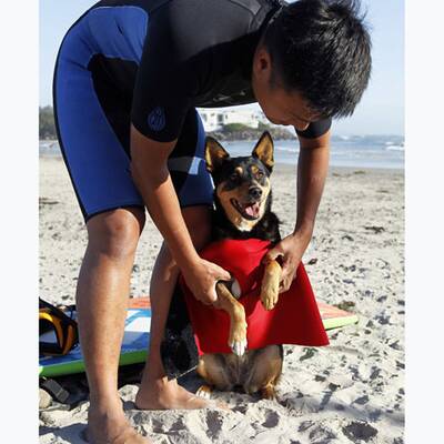 Surfende Hunde in Kalifornien