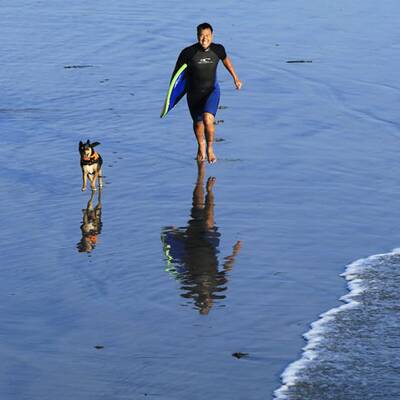 Surfende Hunde in Kalifornien
