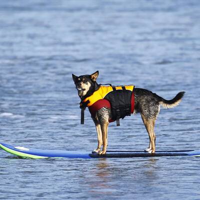 Surfende Hunde in Kalifornien