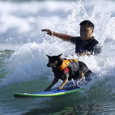 Surfende Hunde in Kalifornien