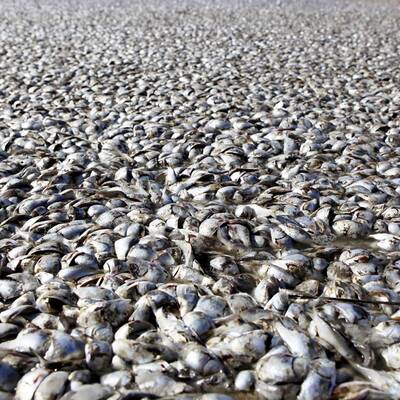 Ölpest im Mississippi