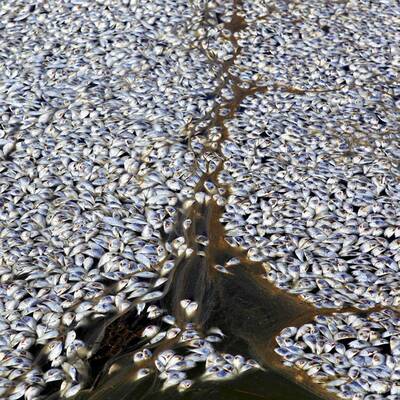 Ölpest im Mississippi