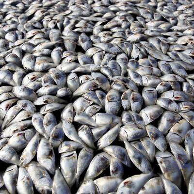 Ölpest im Mississippi