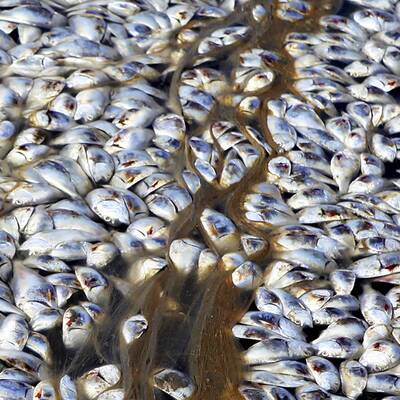 Ölpest im Mississippi