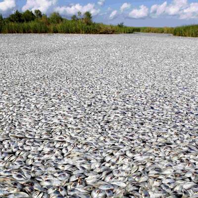 Ölpest im Mississippi