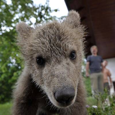 Der zugelaufene Braunbär Lucky