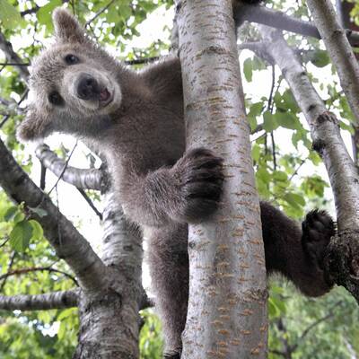 Der zugelaufene Braunbär Lucky