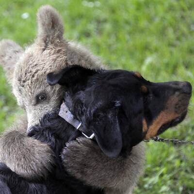 Der zugelaufene Braunbär Lucky