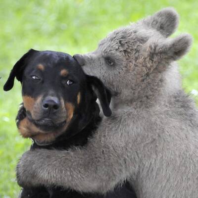 Der zugelaufene Braunbär Lucky