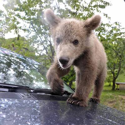 Der zugelaufene Braunbär Lucky