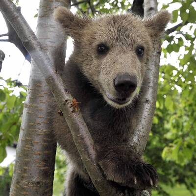 Der zugelaufene Braunbär Lucky