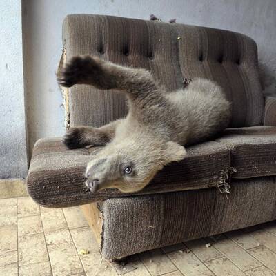 Der zugelaufene Braunbär Lucky