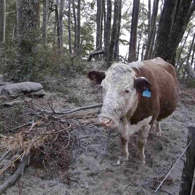 Vulkan Puyhue: Asche liegt hoch wie Schnee im Winter