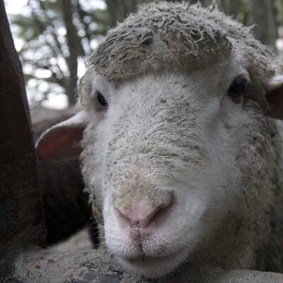 Vulkan Puyhue: Asche liegt hoch wie Schnee im Winter