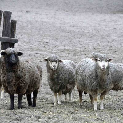 Vulkan Puyhue: Asche liegt hoch wie Schnee im Winter
