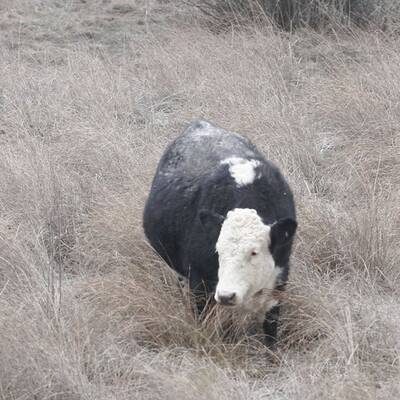 Vulkan Puyhue: Asche liegt hoch wie Schnee im Winter