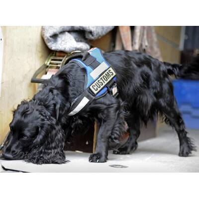 Dänemark: Kontrollen an Grenze zu Deutschland