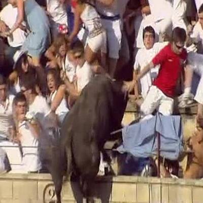 Stier stürmt Tribüne