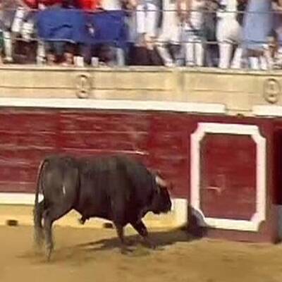 Stier stürmt Tribüne