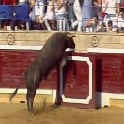 Stier stürmt Tribüne