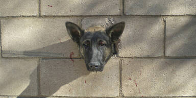 USA: Mauerloch wird Hund zum Verh&auml;ngnis
