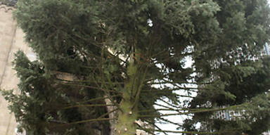 Letzter Christbaum aus Österreich