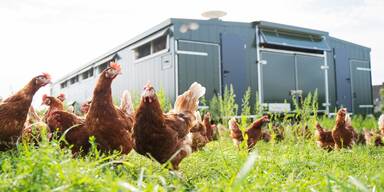 Mobile St&auml;lle f&uuml;r H&uuml;hnerhaltung werden gezeigt