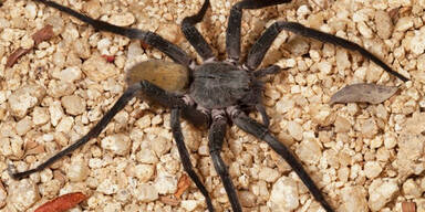 Riesenspinne Califorctenus cacachilensis