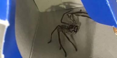 Riesenspinne Flugzeug