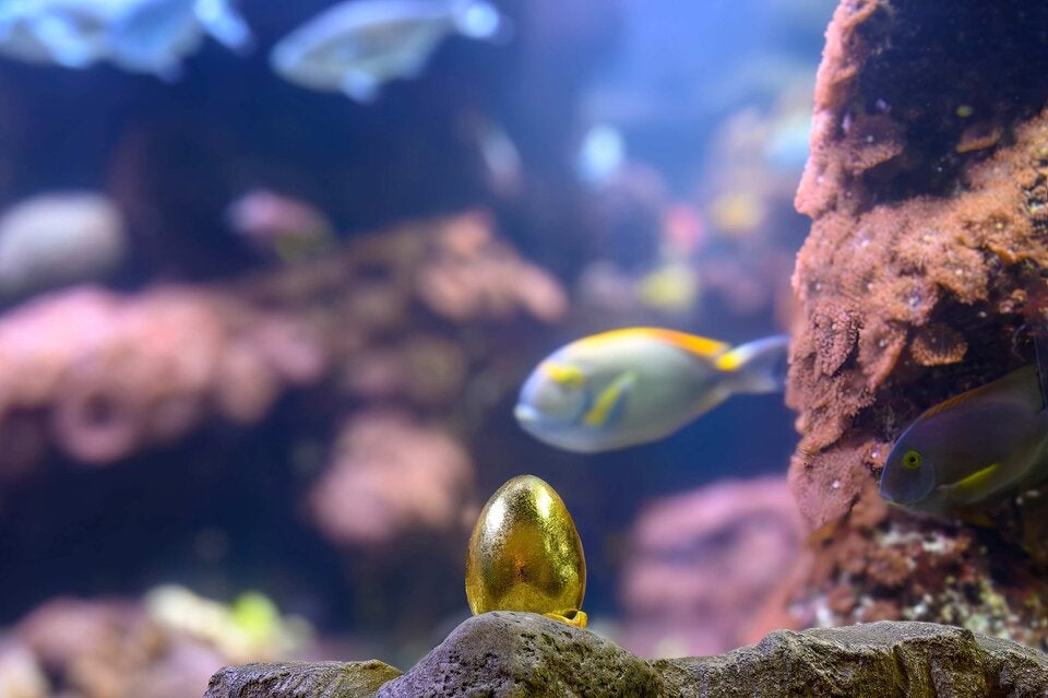 Goldene Eier im Haus des Meeres