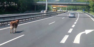 Jungrind auf Spritz-Tour auf der Autobahn