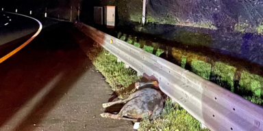 Rinder auf der S&uuml;dautobahn Zwei tote Tiere.png