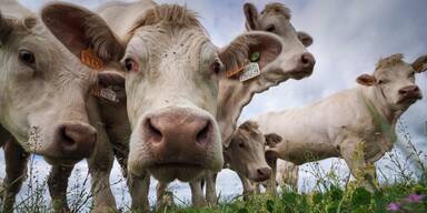 M&uuml;ll und Hundekot gef&auml;hrden Rinder